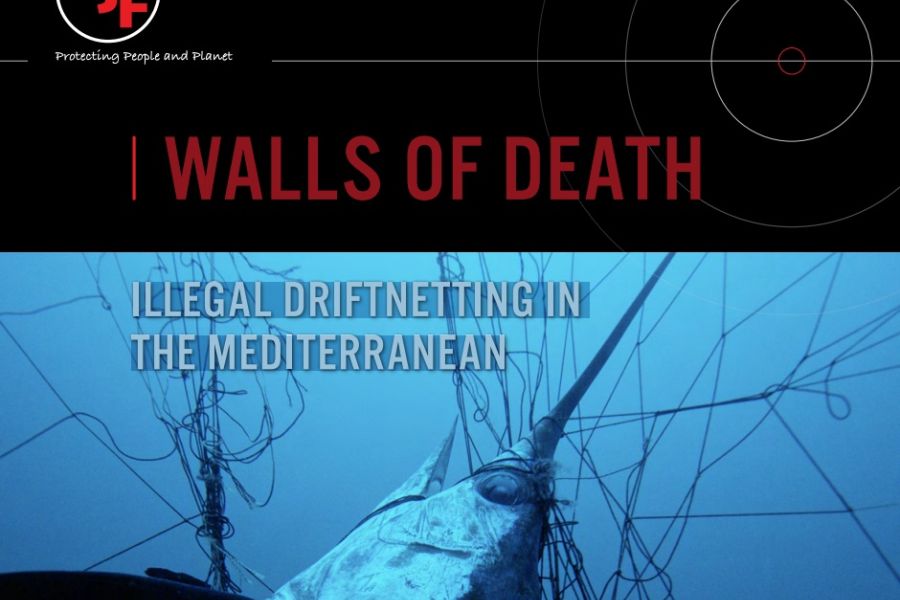 La pesca illegale e sistematica con reti derivanti del Marocco alimenta il mercato italiano