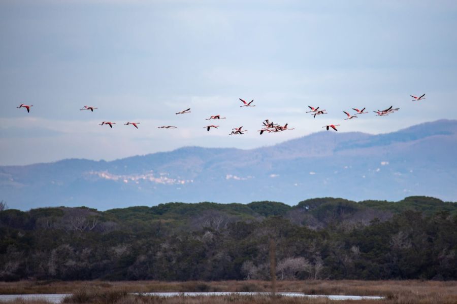Parco della Maremma, custode della biodiversità per l’avifauna acquatica con circa 4500 uccelli