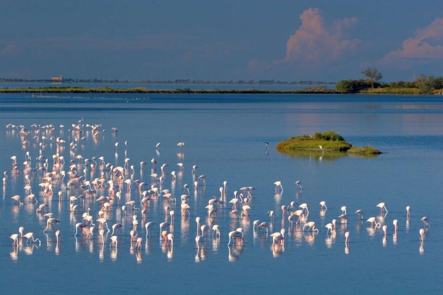 Oltre 9 milioni di ettari per la biodiversità: la Lipu mappa i 240 paradisi italiani degli uccelli