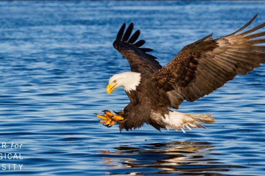 Biodiversità Usa in pericolo: Trump vuole abolire le protezioni dell'Endangered Species Act