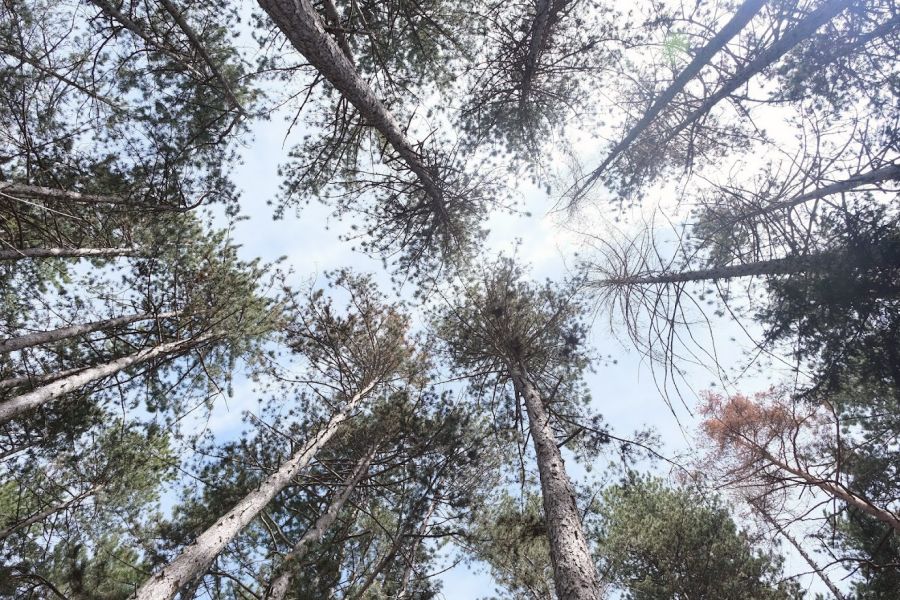 Pino nero, custode di biodiversità oltre i confini naturali